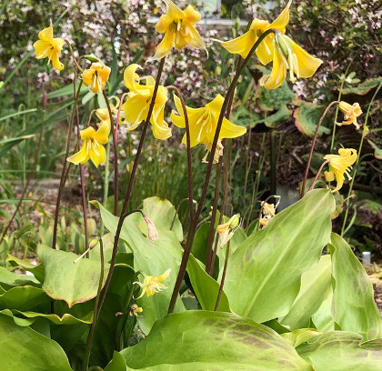 Erythronium oregonum hybrid